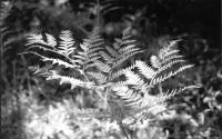 Fern